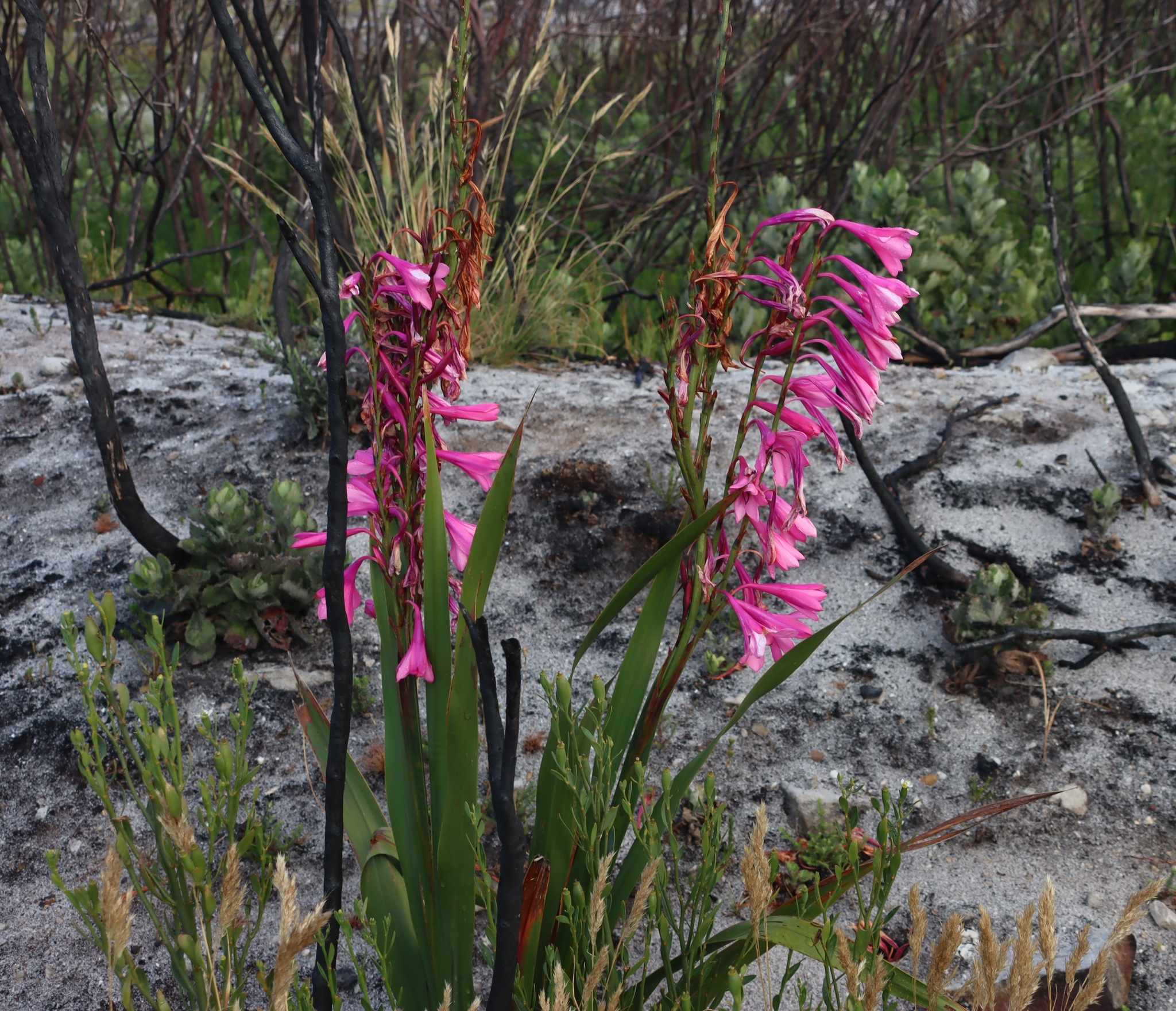 Cape Bugle-Lily (Watsonia borbonica)