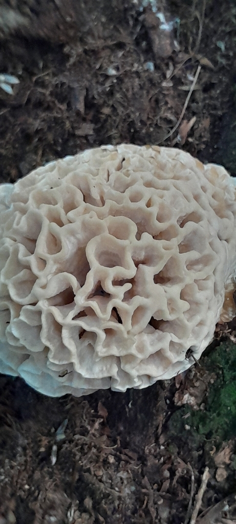 Irpex rosettiformis · January 2026 · photo: © rafaperazzolo (iNaturalist, cc-by)