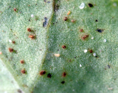 Puccinia embergeriae