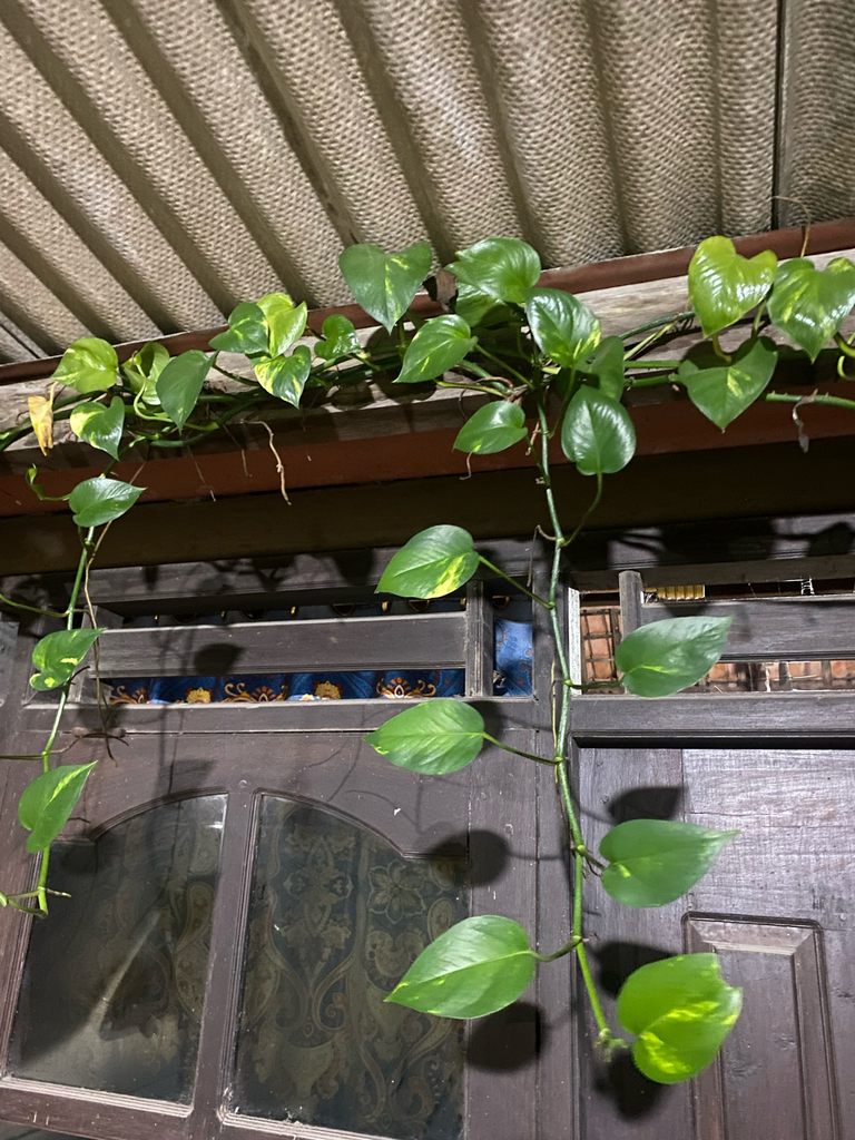 Golden pothos, Silver Vine, Money Plant, Devil's Ivy, Solomon Islands' Ivy, Hunter's robe, Ivy arum, Taro vine, Devil's vine (Epipremnum aureum)