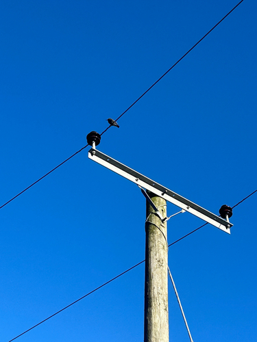 Common Starling (Sturnus vulgaris), photo 6
