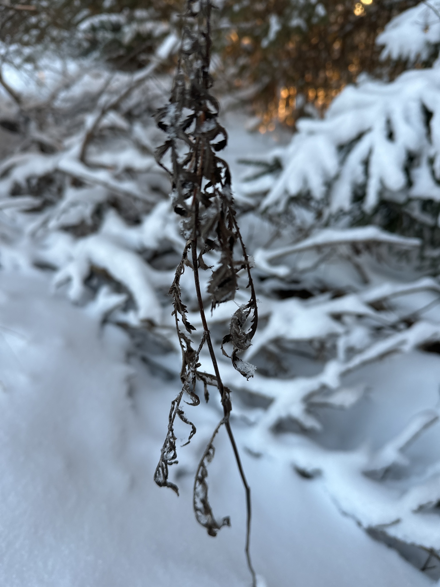 Photo by Aleksandr V. Lebedev via iNaturalist (Copyright Aleksandr V. Lebedev)