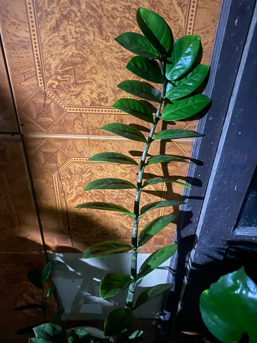 Zamioculcas zamiifolia