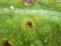 Puccinia embergeriae