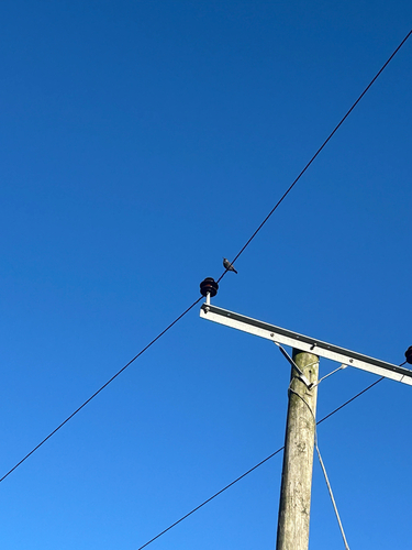 Common Starling (Sturnus vulgaris), photo 7