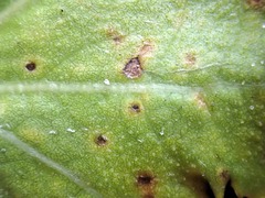 Puccinia embergeriae