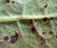 Puccinia embergeriae