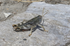 Brachaspis collinus