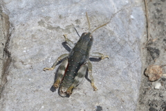 Brachaspis collinus