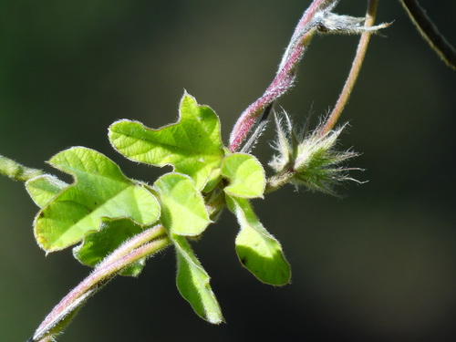 Image of Macroptilium bracteatum by no rights reserved