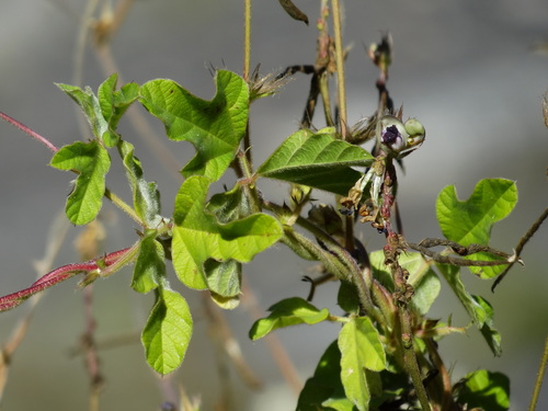 Image of Macroptilium bracteatum by no rights reserved