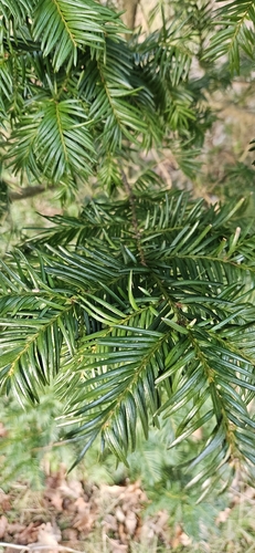 Taxus baccata