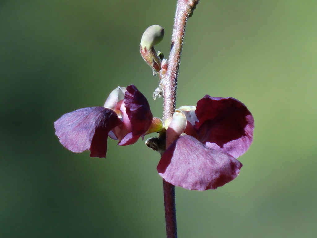 burgundy bean