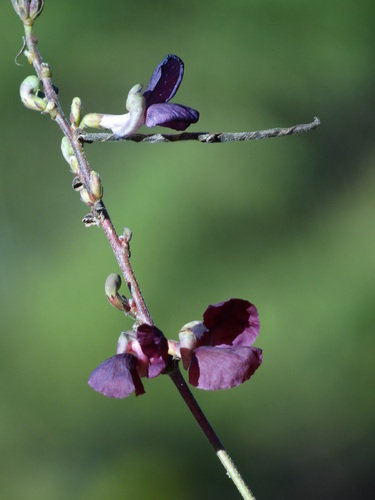 Image of Burgundy Bean (Macroptilium bracteatum) by no rights reserved