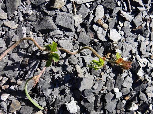 Image of Macroptilium bracteatum by no rights reserved