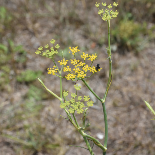 Fennel