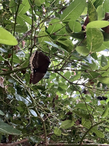 Great Eggfly