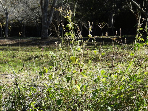 Image of Macroptilium bracteatum by no rights reserved