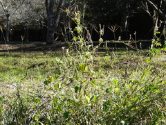 Macroptilium bracteatum