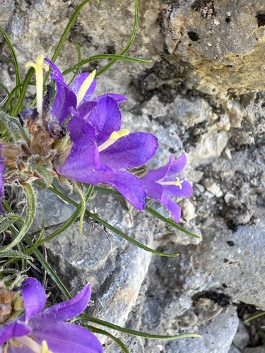 False bellflower (Edraianthus graminifolius)
