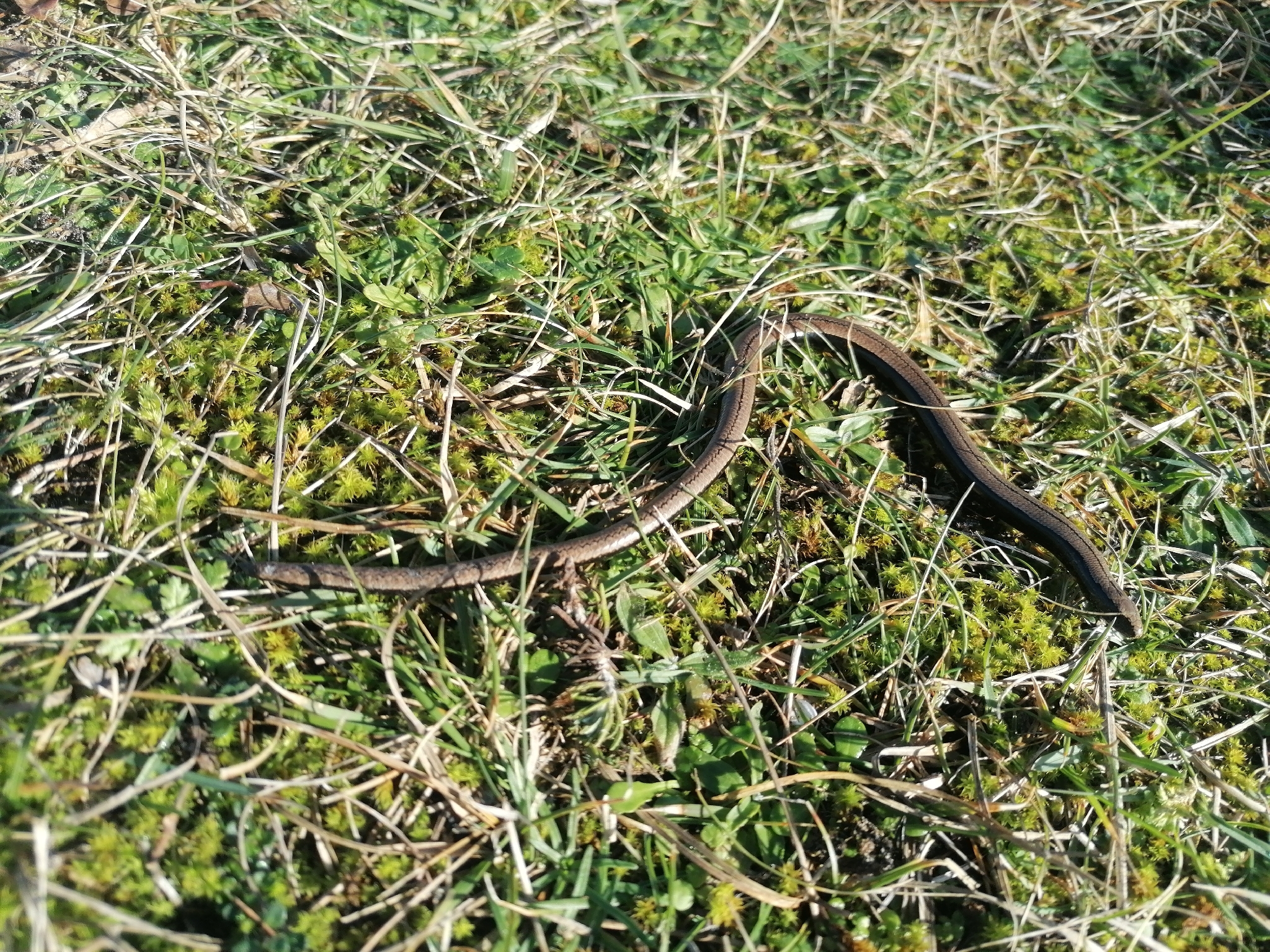 Anguis fragilis Linnaeus, 1758