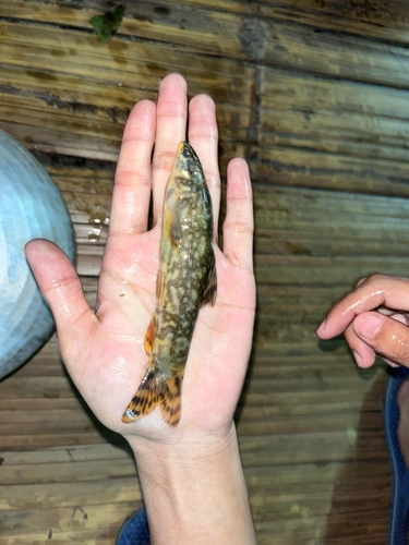 Botia rostrata