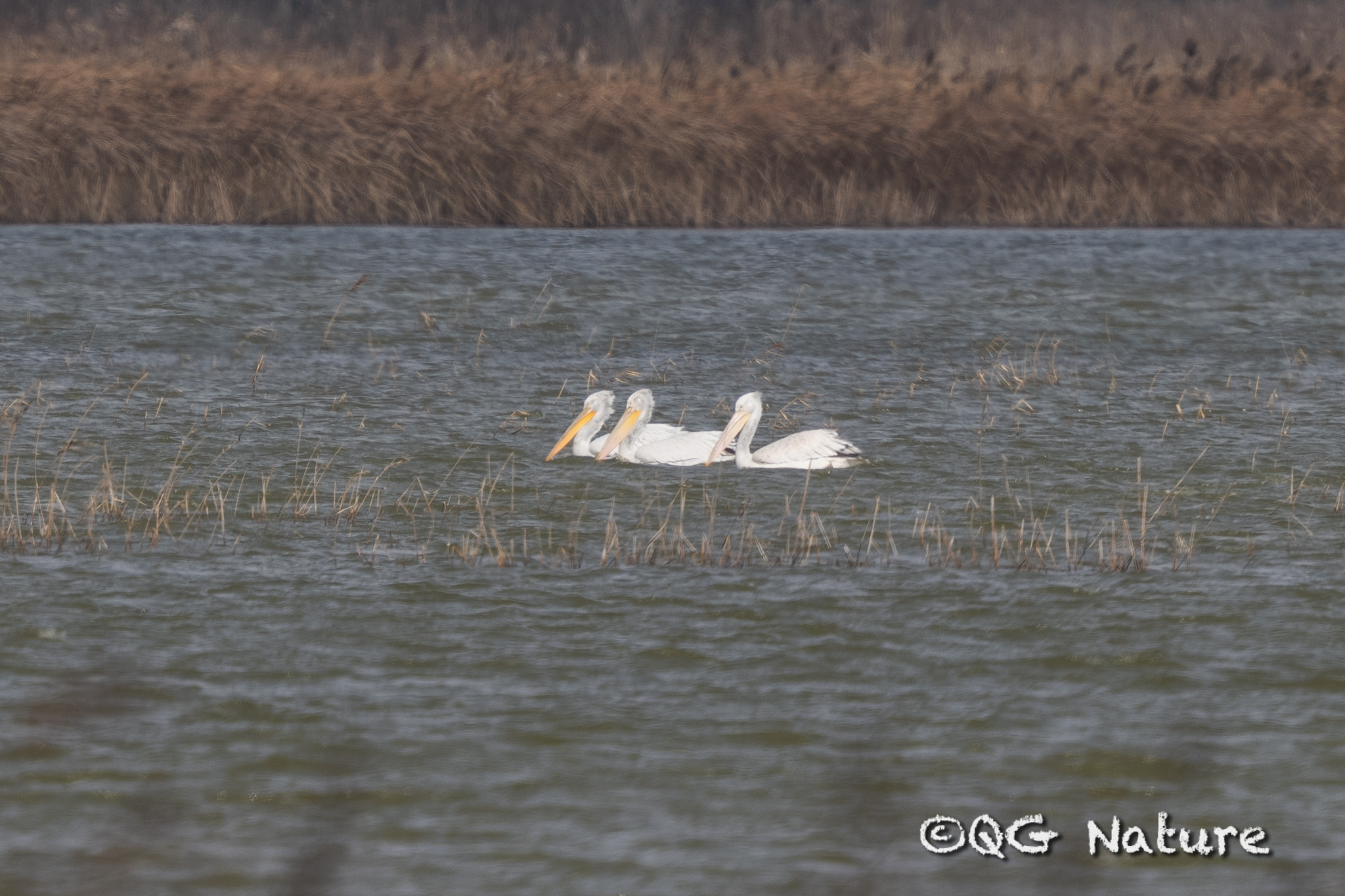 Dalmatian Pelican