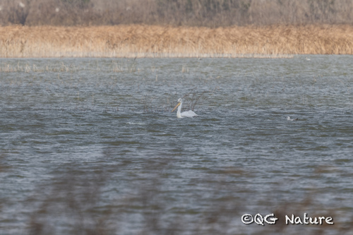 Dalmatian Pelican (Pelecanus crispus), photo 4