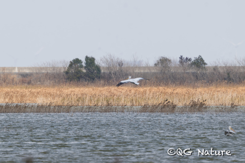 Dalmatian Pelican (Pelecanus crispus), photo 5