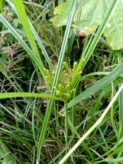 Cyperus imbricatus