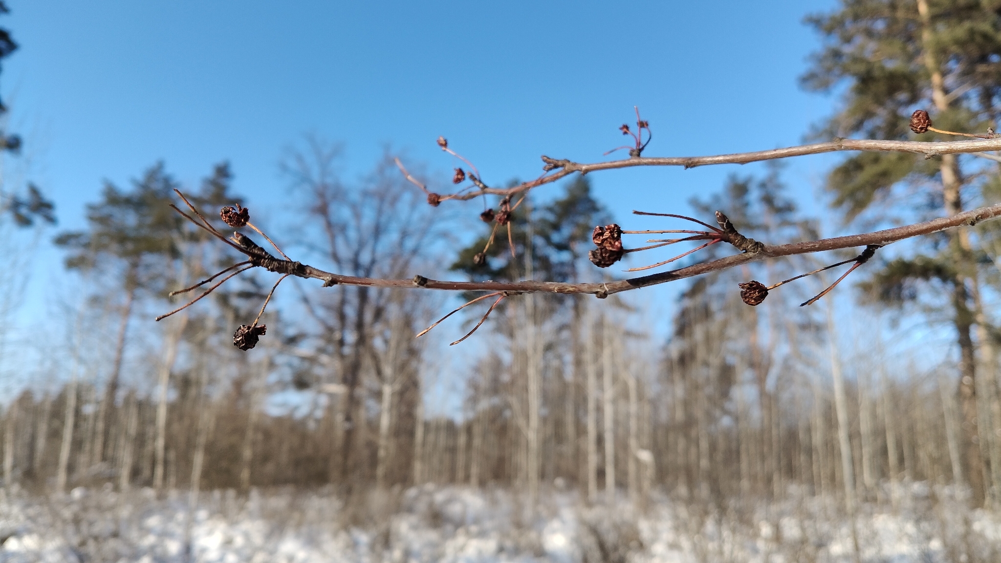 Siberian crabapple