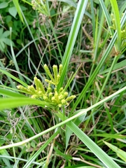 Cyperus imbricatus