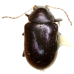 Colaspis arizonensis