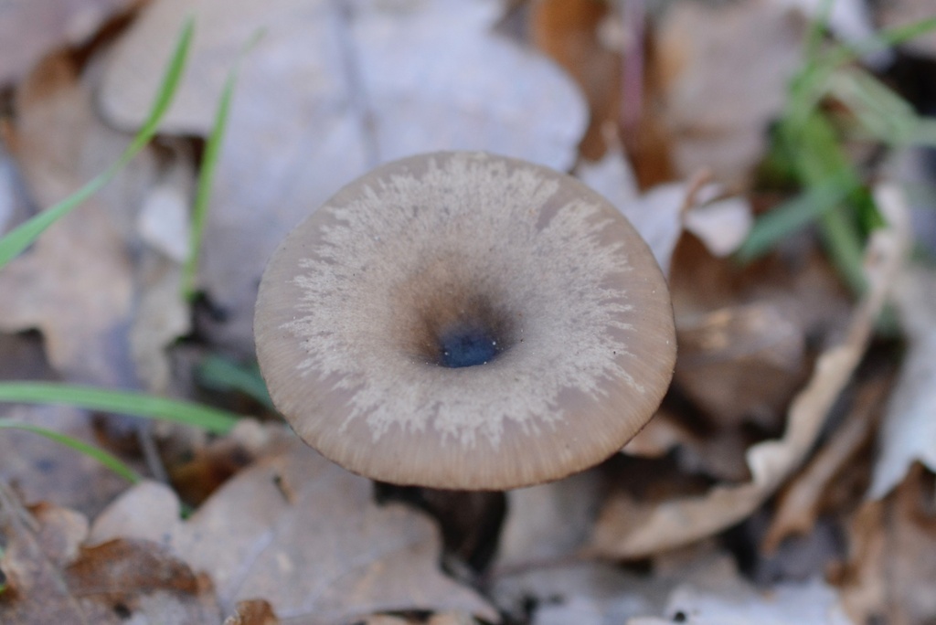 Pseudoclitocybe cyathiformis · January 2026 · photo: © cryptomarasmius (iNaturalist, cc-by)
