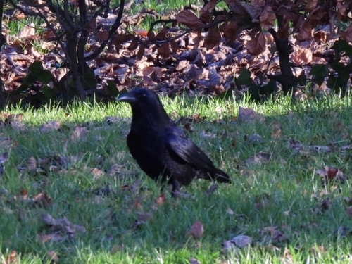 Carrion Crow (Corvus corone)