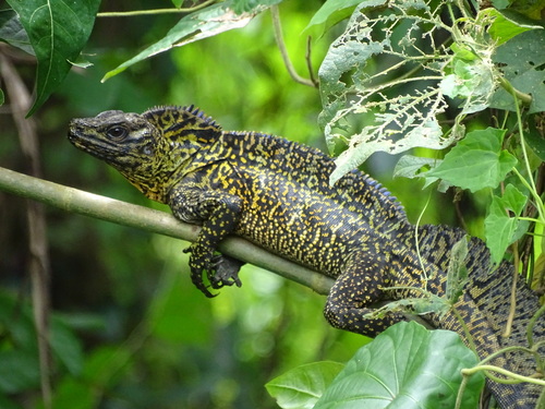 Hydrosaurus amboinensis