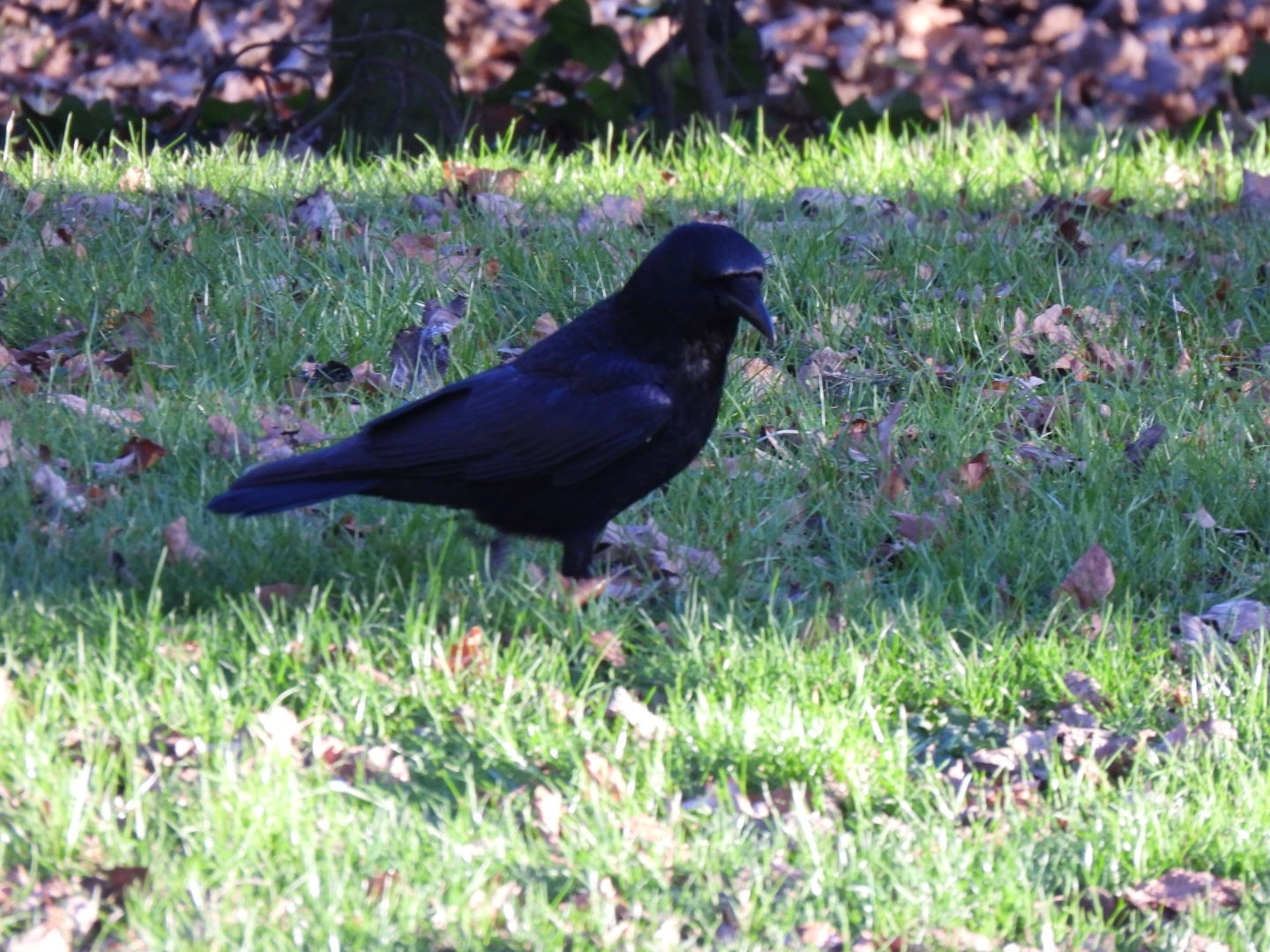 Carrion Crow (Corvus corone), photo 2