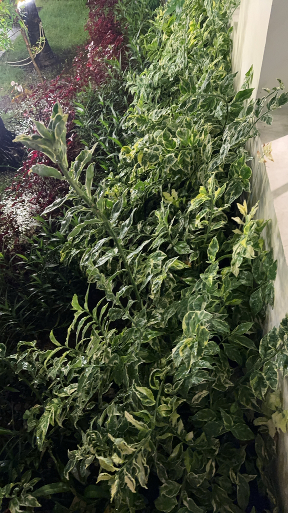 Pohon Sig-Sag (Euphorbia tithymaloides)