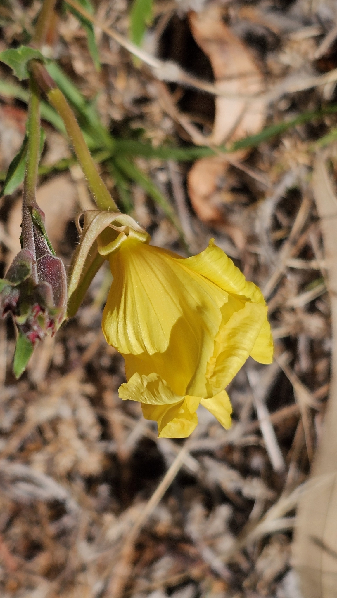 Evening primrose