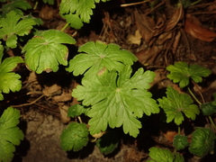 Geranium macrorrhizum
