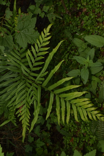 Pteris semiadnata observed 2025-12-31