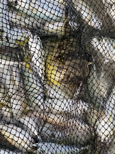 Milkspotted puffer (Chelonodon patoca) — Tetraodontidae