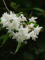 Alniphyllum pterospermum
