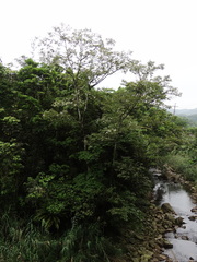 Alniphyllum pterospermum