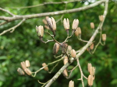 Alniphyllum pterospermum