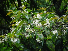 Alniphyllum pterospermum