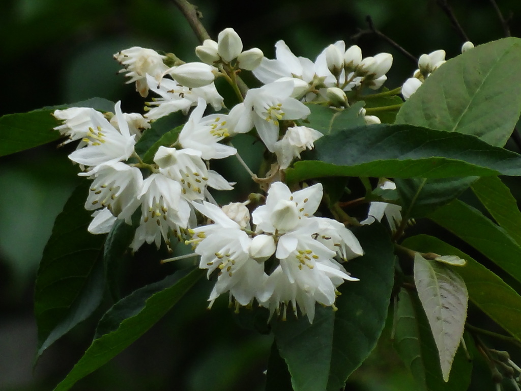 Alniphyllum pterospermum (Alniphyllum pterospermum)