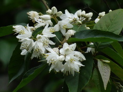 Alniphyllum pterospermum
