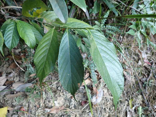 Gironniera subaequalis observed 2026-01-02