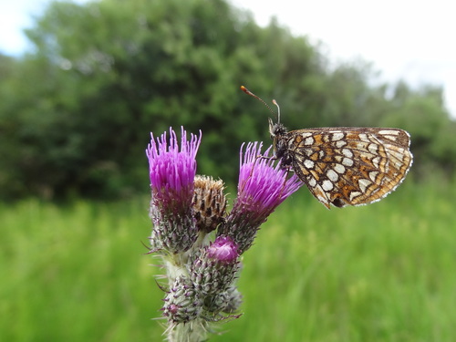 False Heath Fritillary